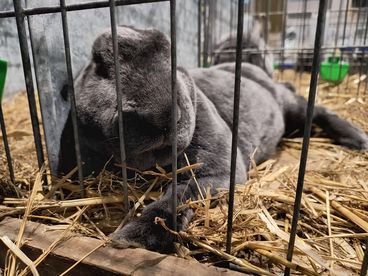 XX Ogólnopolska Wystawa Królików Rasowych w Wieluniu za nami